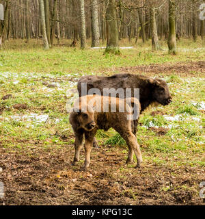 I giovani europei bisonti (Bison bonasus), noto anche come wisent o il legno europea bison, è una specie Eurasiatica di bison. La Russia Foto Stock