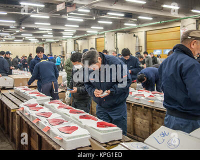 Tokyo, Giappone - 20 Febbraio 2014 - Tonno di tester per controllare la qualità di pesce nel mercato Tsukiji, Tokyo, Giappone Foto Stock