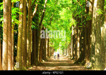 Country Road in esecuzione attraverso la struttura ad albero con bel colore Foto Stock