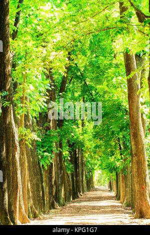 Country Road in esecuzione attraverso la struttura ad albero con bel colore Foto Stock