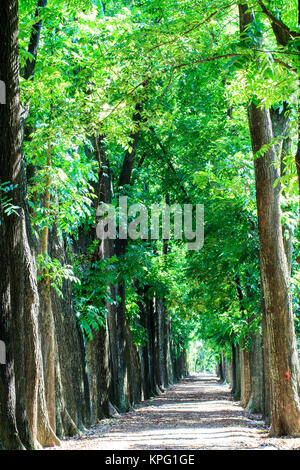 Country Road in esecuzione attraverso la struttura ad albero con bel colore Foto Stock