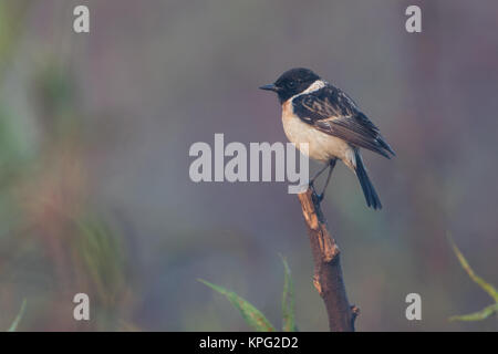 Il Siberiano stonechat o stonechat asiatici (Saxicola maurus) in inverno mattina a Pune, India Foto Stock