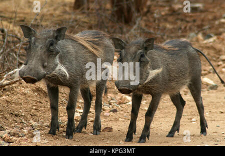 Parco Nazionale di Kruger, due facoceri in piedi a fianco a fianco, Phacochoerus africanus, Marloth Park Foto Stock