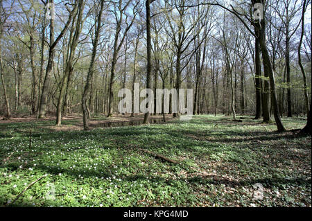 A Buchenwald im Frühling mit Buschwindröschen Foto Stock