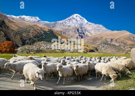 Pecore sul pascolo delle highland a Kazbegi (Stepantsminda) villaggio, la Georgia, l'Europa. Foto Stock