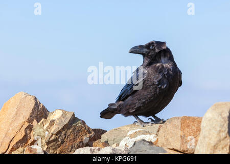 Raven comune - Corvus Corax - su un picco di montagna a Fuerteventura Foto Stock