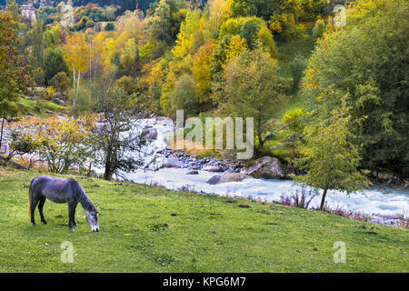 Cavallo sul prato pascolo di Mestia, Georgia, l'Europa. Foto Stock