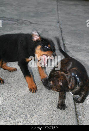 Rottweiler e Staffie cuccioli giocando Foto Stock