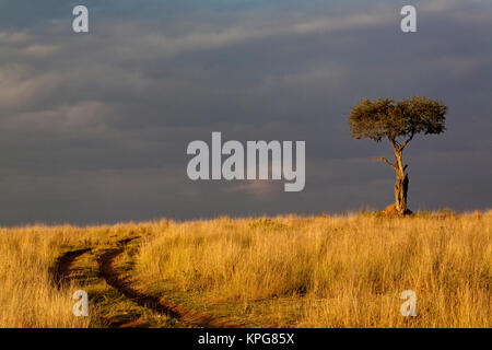 Strada primitiva e unico ombrello Thorn Acacia al tramonto, Acacia tortilis, Masai Mara Game Reserve, Kenya Foto Stock