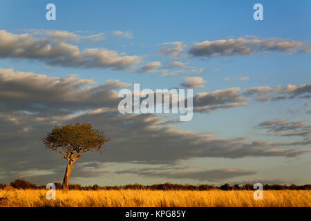 Unico Ombrello Thorn Acacia al tramonto, Acacia tortilis, Masai Mara Game Reserve, Kenya Foto Stock