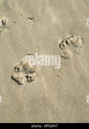 Paw stampe a piedi nella sabbia sulla spiaggia Gonubie, East London Foto Stock