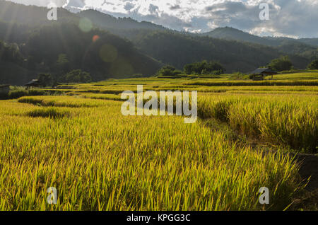 Riso tradizionale campi terrazzati in Thailandia Foto Stock