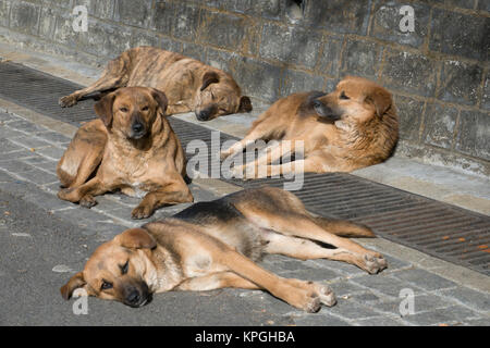 Pack di sano Cerca cani randagi di relax al sole in Shimla, India Foto Stock