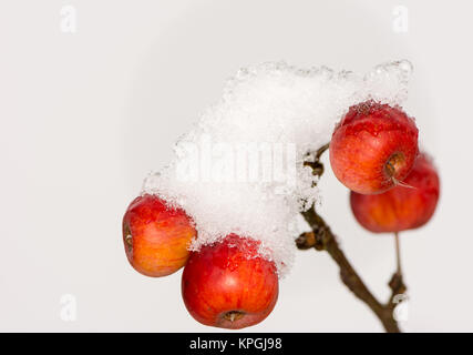 Mele mature coperte di neve Foto Stock