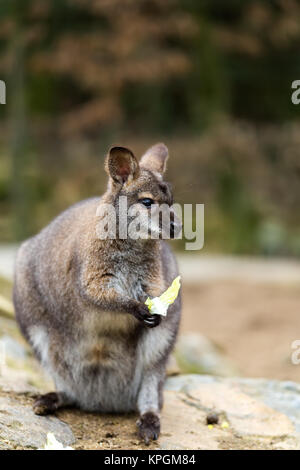 Primo piano di un rosso-un wallaby dal collo Foto Stock