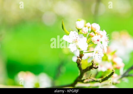 Fiore di melo Foto Stock