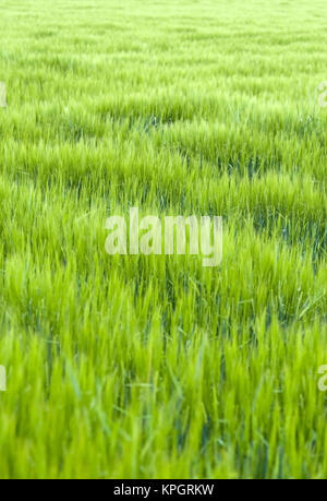 Gruenes Getreidefeld, Fruehsommer - verde cornfield Foto Stock