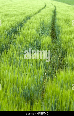 Gruenes Getreidefeld, Fruehsommer - verde cornfield Foto Stock