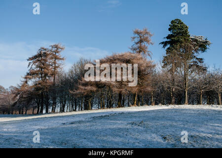 La neve e il gelo nel Phoenix Park di Dublino su un bellissimo inverno mattina del primo giorno del nuovo anno 2010 Foto Stock