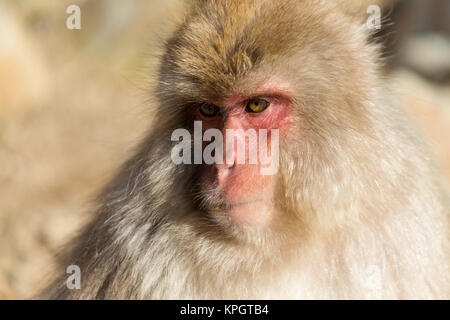 Giapponese Monkey close up Foto Stock