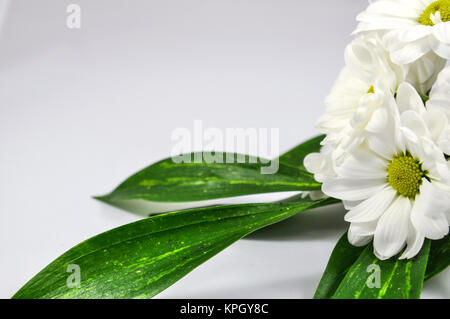 Crisantemo bianco branch Foto Stock