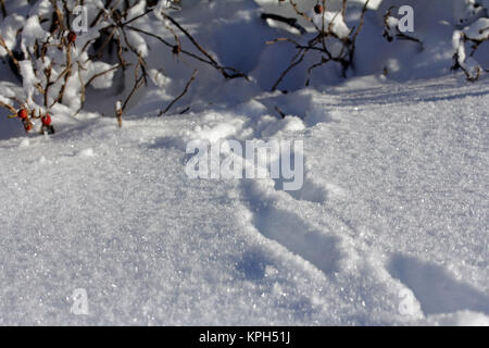 Tracce animali nella neve profonda Foto Stock