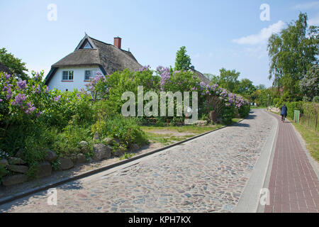 Con tetto di paglia house presso la strada principale di Gross Zicker, Ruegen isola, Meclemburgo-Pomerania, Mar Baltico, Germania, Europa Foto Stock