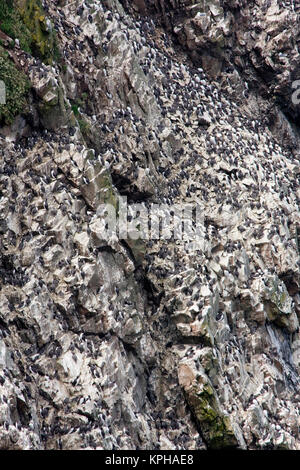 Guillemot colonia nidificazione sulle scogliere di Skomer Island, Galles Foto Stock