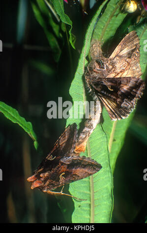 La falena di accoppiamento mangiata. Falene accoppiate Silver Y, una di loro intrappolata e mezza mangiata nella ragnatela. Foto Stock