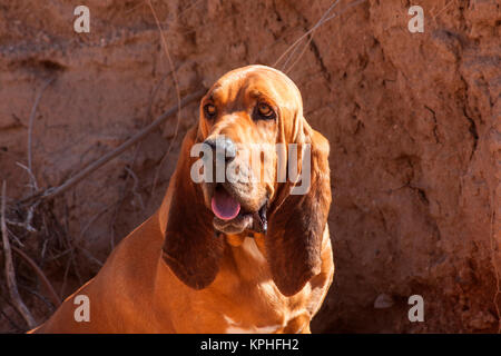 Bloodhound nel Deserto di Sonora (MR) Foto Stock