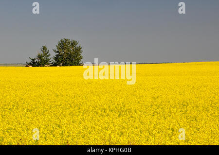 24 luglio 2011; a sud di Calgary, Alberta. Campi di canola pronti per la raccolta. Foto Stock