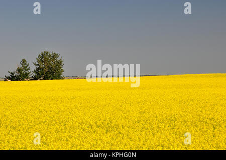 24 luglio 2011; a sud di Calgary, Alberta. Campi di canola pronti per la raccolta. Foto Stock