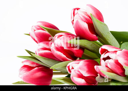 Bouquet di tulipani rossi fiori isolati su sfondo bianco Foto Stock