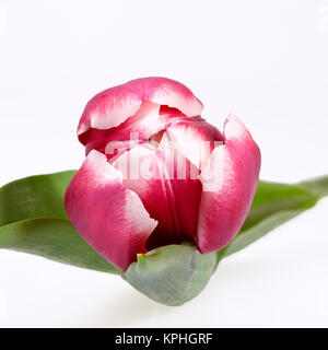 Fiore di colore rosso tulip isolati su sfondo bianco Foto Stock