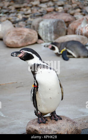 Un po' di pinguin riposare su una pietra Foto Stock