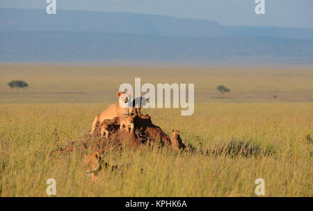 Leonessa con i cuccioli in appoggio sul formicaio sulle pianure erbose di Kopjes Masai vicino Seronera, Serengeti, Tanzania Foto Stock