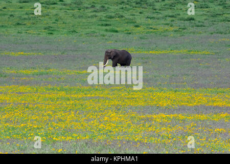 Il cratere di Ngorongoro, un sito del Patrimonio mondiale in Tanzania. Incredibile varietà faunistica per il godimento da parte di turisti. Elephant tusker godendo di fiori gialli. Foto Stock