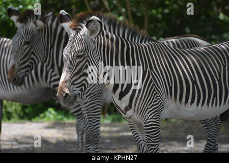 Grévy's zebra (Equus grevyi), noto anche come l'imperial zebra Miami, Florida, Stati Uniti d'America Foto Stock