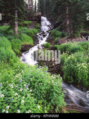 Stream foderato con amaro il crescione (Cardamine cordifolia) e montagna Bluebells (Mertensia ciliata) (formato di grandi dimensioni disponibili) Foto Stock