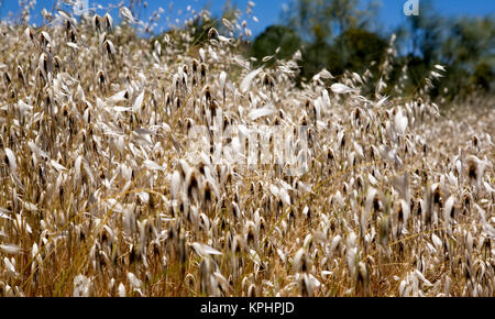 Estate prati selvatici Foto Stock