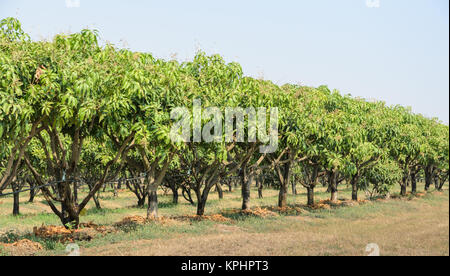 Mango orchard in Thailandia Foto Stock