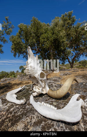 Tori cranio con ganasce e denti giacente su una roccia nel sole per asciugare Foto Stock