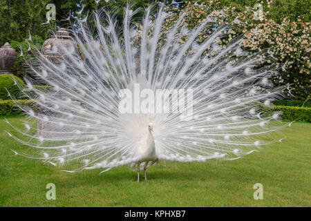 White Peacock. Palazzo Giardino italiano Isola Bella. Isole Borromee. Il Lago Maggiore. L'Italia. Foto Stock