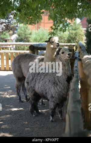 Lama guanaco. close up verticale. carino camel llama Foto Stock