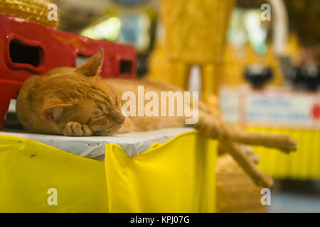 Lo zenzero cat dormire in thai Tempio del Buddha Foto Stock