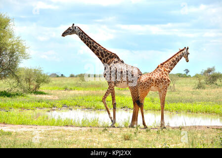 Parco Nazionale di Tarangire e in Tanzania è un tesoro nascosto con il bel paesaggio lungo il fiume Tarangire. La giraffa acqua potabile al pan. Foto Stock