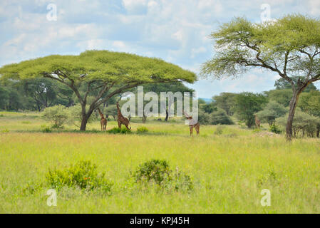 La giraffa sotto alberi di acacia nel Parco Nazionale di Tarangire e, Tanzania. Foto Stock