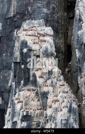 Alkefjellet, sea cliff alloggiamento colonia di pinguini di spessi fatturati murres / Brünnich's guillemots (Uria lomvia) a Hinlopenstretet, Svalbard, Norvegia Foto Stock