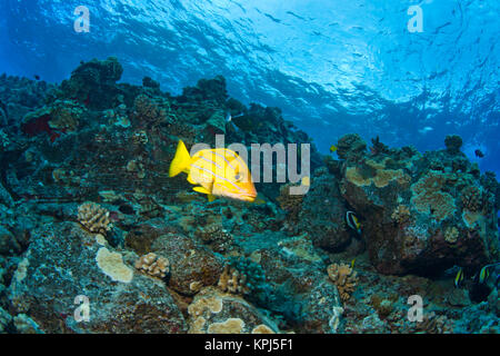 Bluestripped Snapper, Molokini cratere (il santuario degli uccelli), a sud di Maui, Hawaii, STATI UNITI D'AMERICA Foto Stock