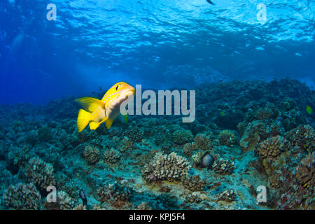 Bluestripped Snapper, Molokini cratere (il santuario degli uccelli), a sud di Maui, Hawaii, STATI UNITI D'AMERICA Foto Stock